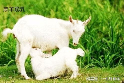 网红在下小羊吃瓜,揭秘网红圈的那些事