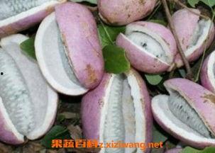 吃八月瓜网红直播,网红带你探索神秘果香之旅