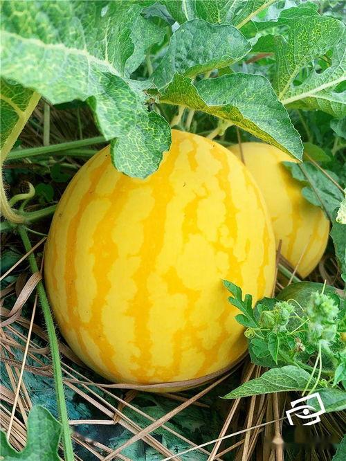 怎么上吃瓜网,轻松上吃瓜，畅享娱乐资讯新体验