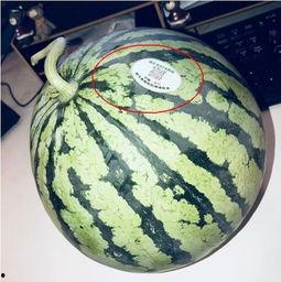 福山网红吃瓜,揭秘娱乐圈幕后真相