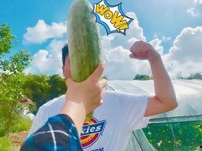 网红吃瓜爆料社区