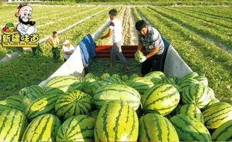 国产吃瓜欧美综合网,欧美综合网带你领略全球娱乐热点