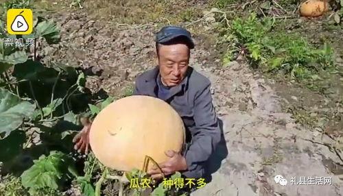 礼县吃瓜网红事件视频最新,揭秘背后真相与网络暴力