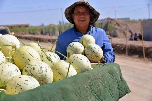 甘肃网红吃瓜事件视频,揭秘网络热点的背后真相