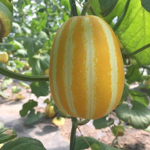 网红吃瓜爆料入口在哪,一探究竟的神秘之门