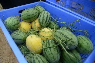 株洲网红吃瓜群微信,揭秘网络社交圈的趣味与热议