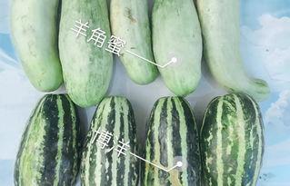网红瓜有哪些人喜欢吃,揭秘那些美食达人的味蕾偏好